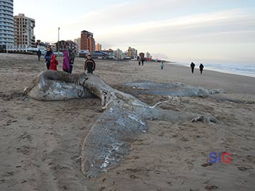 El enorme cetàceo en la playa