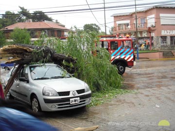 Un árbol cayó sobre un automovil en 3  y 115