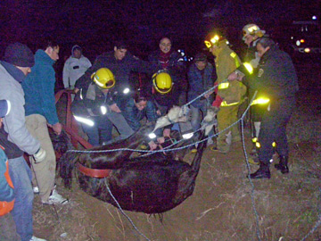 momento en que rescatan el animal (foto de celular del Curerpo de Bomberos)