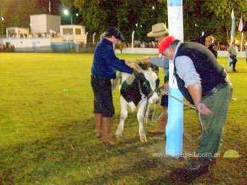 El hijode la de la lechera!!!  ni el novillito se salvó de la monta
