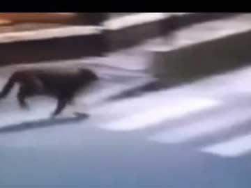 Para allá es la playa?... uno de los pumas cruza 3 y 105