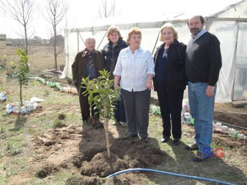 Salas en la plantación de limones