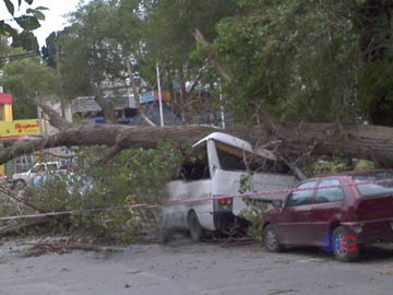 El árbol sobre el utilitario, que quedó destruido. Fue en 3 y 110